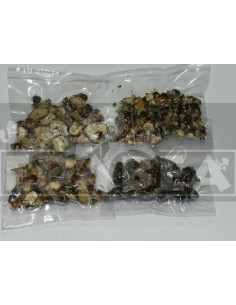 Trufas alucinogenas 4 x 3  