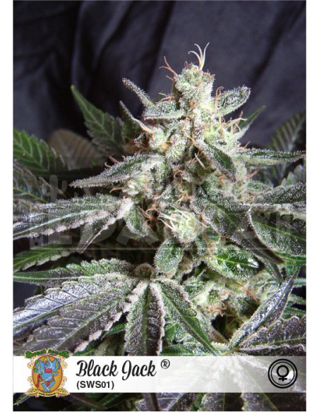 Valet noir Valet noir