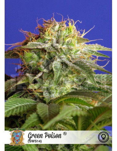 Poison vert