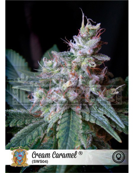 Crème caramel Crème caramel