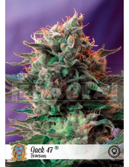 Jack 47 Jack 47