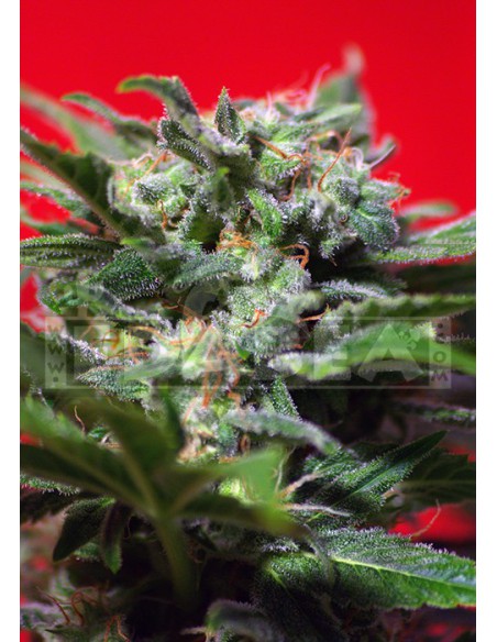 L'esprit de Ganesh L'esprit de Ganesh