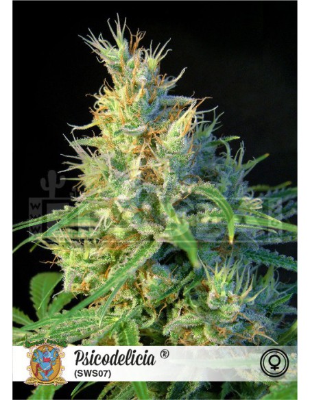 Psicodelicia Psicodelicia