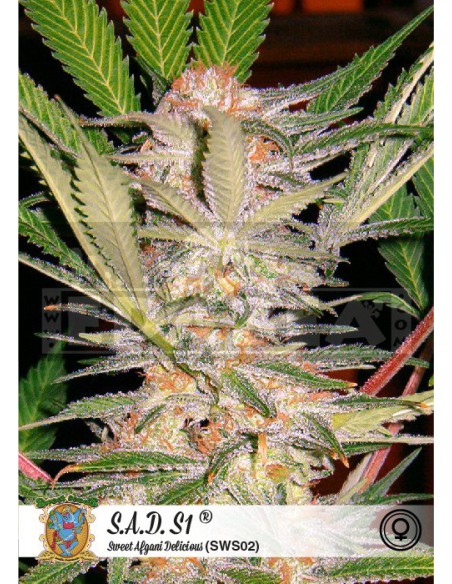 S.A.D. Sweet Afgani Delicious S1 S.A.D. Sweet Afgani Delicious S1