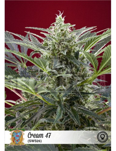 Crème 47