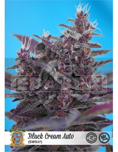 Schwarz Creme Auto