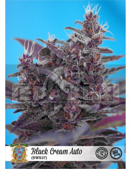Schwarz Creme Auto