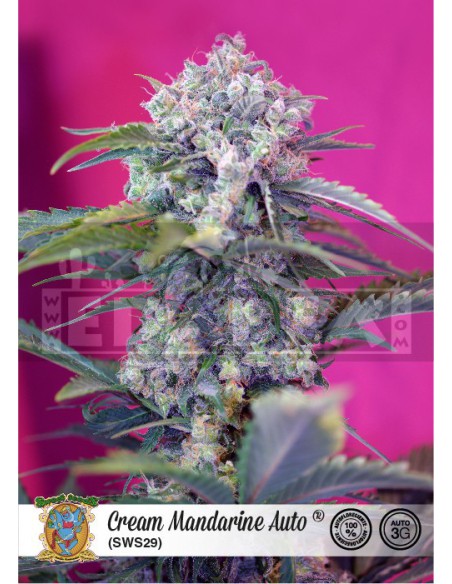 Creme Mandarine Auto