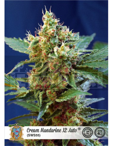 Creme Mandarine XL Auto