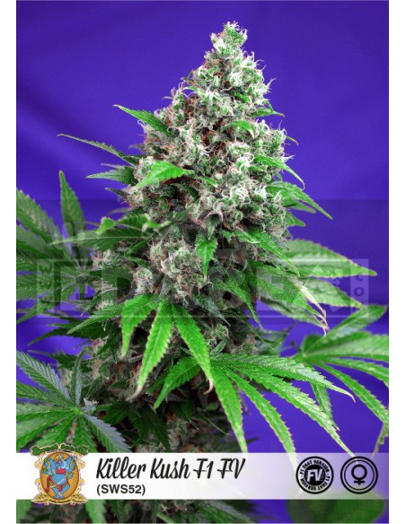 Killer Kush F1 Fast Version