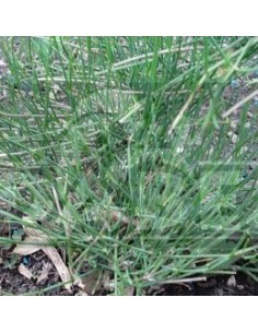 Ephedra Sinica 10 seeds
