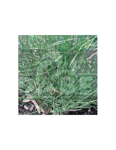 Ephedra Sinica 10 sementes