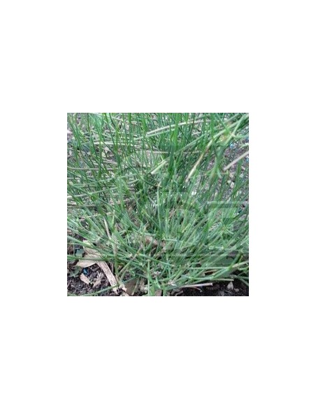 Ephedra Sinica 10 Samen
