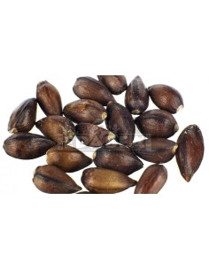 Ephedra Sinica 10 seeds 2
