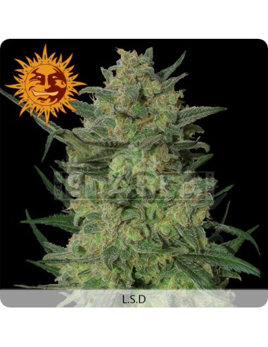LSD