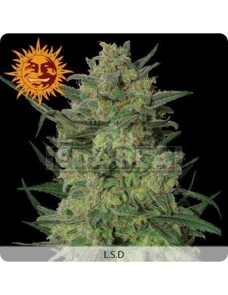 LSD