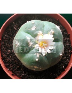 Pack semillas cactus