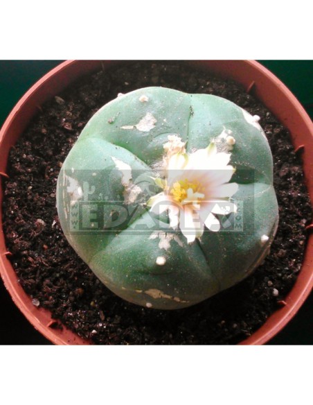 Confezione di semi di cactus