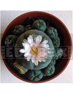 Pack semillas cactus 2