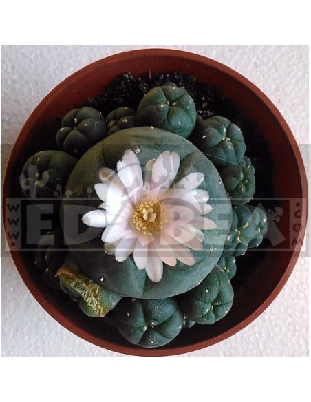 Confezione di semi di cactus