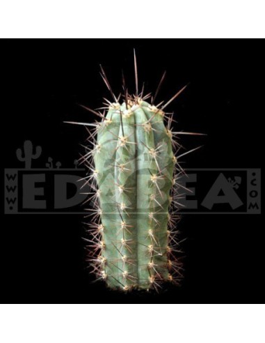 Confezione di semi di cactus