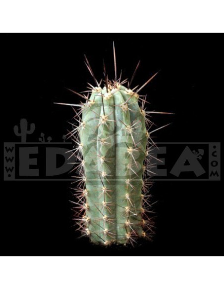 Confezione di semi di cactus