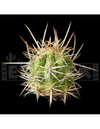 Pack cactus seeds