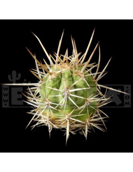 Confezione di semi di cactus