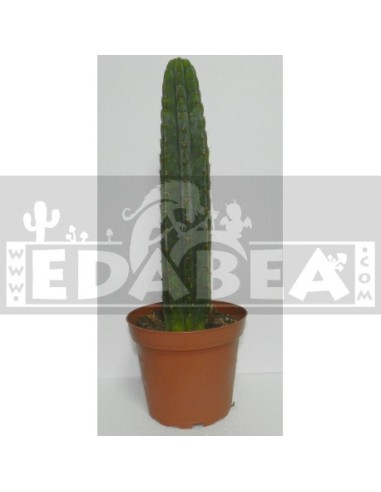 Confezione di semi di cactus