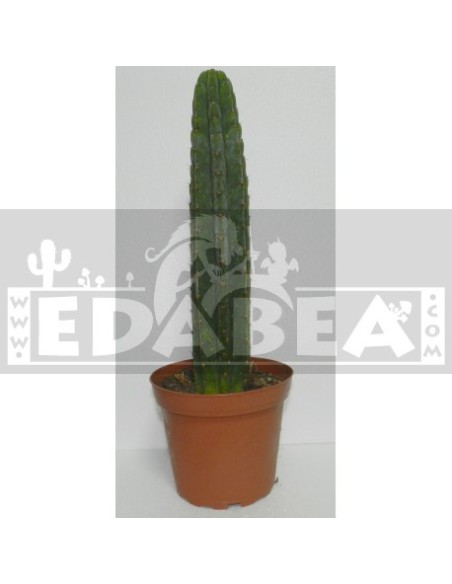 Confezione di semi di cactus