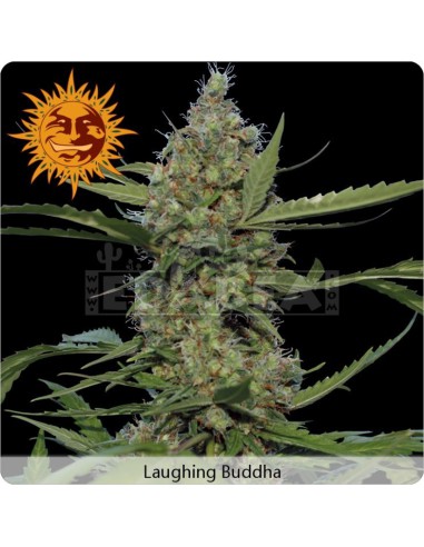Lachender Buddha