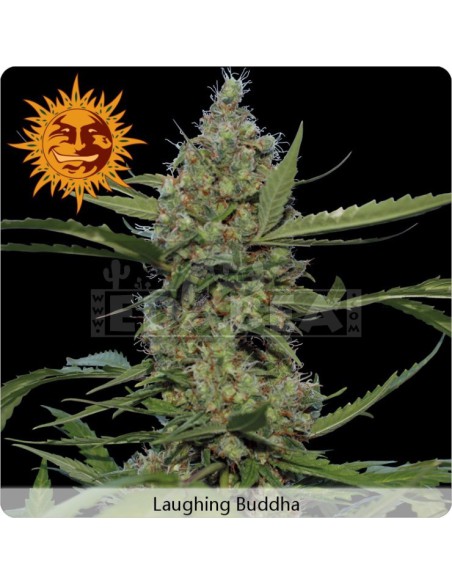 Lachender Buddha