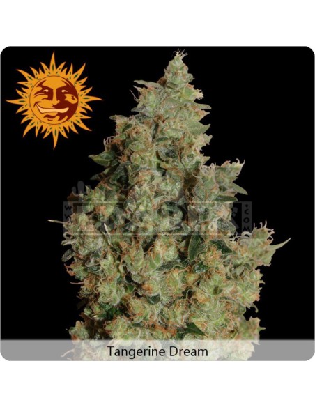 Tangerine Dream