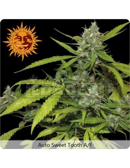 Sweet Tooth Auto