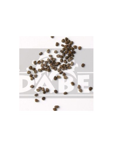 Nicotiana Tabacum 20 Graines