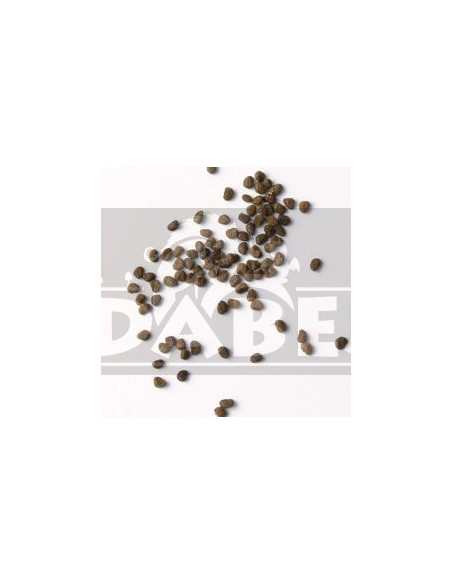 Nicotiana Tabacum 20 Sementes