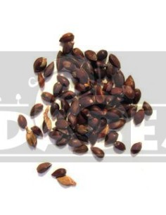 Ephedra Nevadensis 20 Sementes