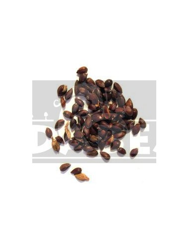 Ephedra Nevadensis 20 Samen
