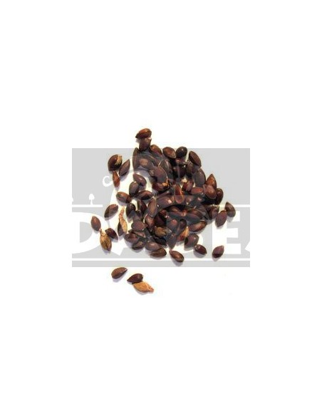 Ephedra Nevadensis 20 Samen