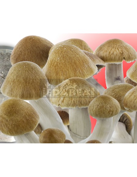 Kit Golden Teacher