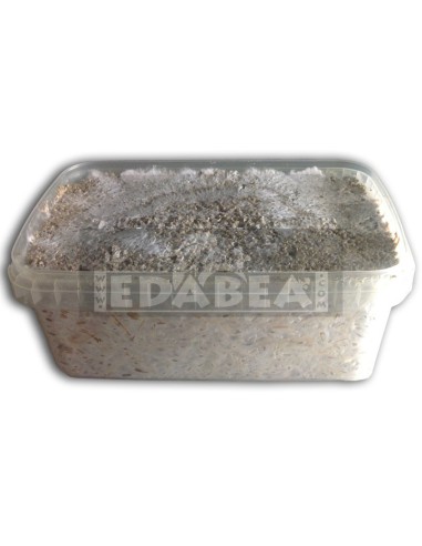 Kit Mc Kennaii 100% micelio