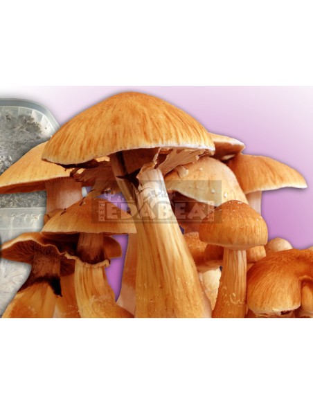 Kit Mc Kennaii 100% micelio