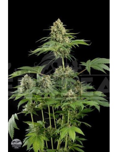 Moby Dick 1 seed
