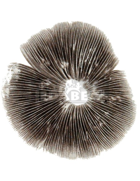 Sporenstempel Ecuador