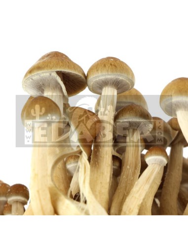 Hawaiianischer PES-Sporenstempel