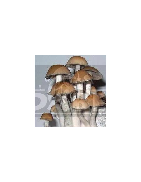 Ban Hua Thai Spore Stamp