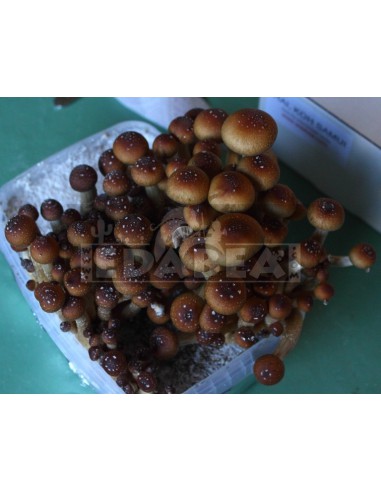 Psilocybe cubensis grow kit Mexican