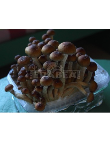Psilocybe cubensis grow kit Mexican
