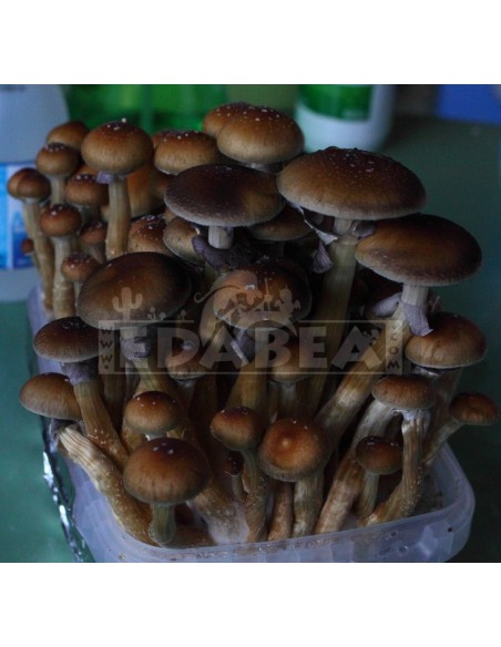 Kit Golden Teacher