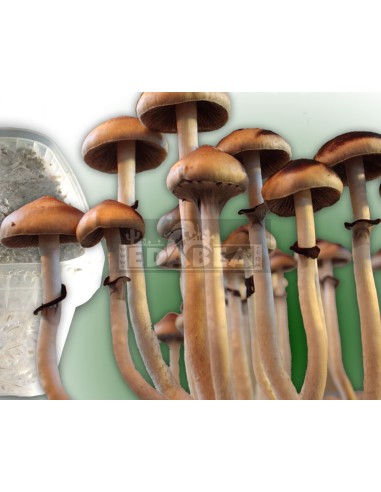 Psilocybe cubensis grow kit Mexican